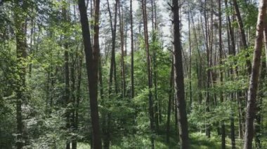 Bu stok görüntüler yaz günü bir ormanı gösteriyor, 8K çözünürlükte yavaş çekim.