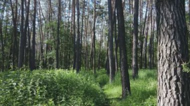 Bu stok görüntüler yaz günü bir ormanı gösteriyor, 8K çözünürlükte yavaş çekim.