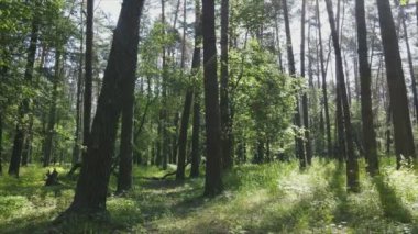 Bu stok görüntüler yaz günü bir ormanı gösteriyor, 8K çözünürlükte yavaş çekim.
