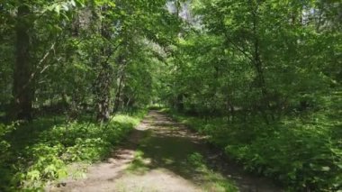 This stock footage shows a forest by summer day, slow motion in 8K resolution