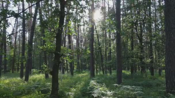 Stock Footage Shows Forest Summer Day Slow Motion Resolution — Stockvideo