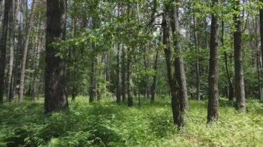 Bu stok görüntüler yaz günü bir ormanı gösteriyor, 8K çözünürlükte yavaş çekim.