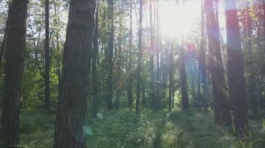 Bu stok görüntüler yaz günü bir ormanı gösteriyor, 8K çözünürlükte yavaş çekim.