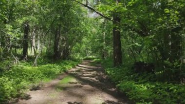 This stock footage shows a forest by summer day, slow motion in 8K resolution