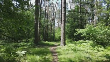 Bu stok görüntüler yaz günü bir ormanı gösteriyor, 8K çözünürlükte yavaş çekim.