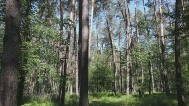 Bu stok görüntüler yaz günü bir ormanı gösteriyor, 8K çözünürlükte yavaş çekim.