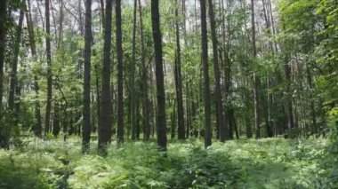 Bu stok görüntüler yaz günü bir ormanı gösteriyor, 8K çözünürlükte yavaş çekim.