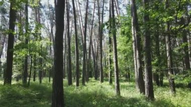 Bu stok görüntüler yaz günü bir ormanı gösteriyor, 8K çözünürlükte yavaş çekim.