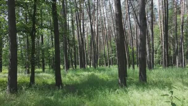 Ezen Felvételen Egy Erdő Látható Nyárra Lassított Felvétel Felbontásban — Stock videók