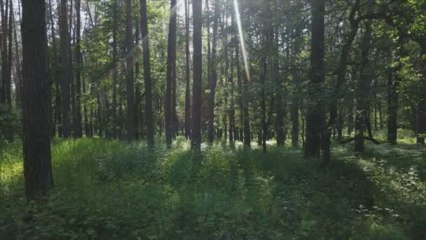 Stock Footage Shows Forest Summer Day Slow Motion Resolution — Stockvideo