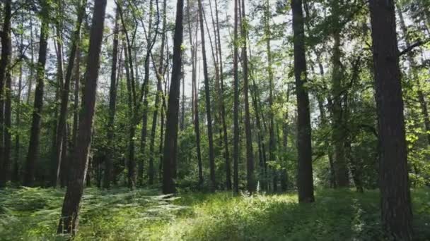 Stock Footage Shows Forest Summer Day Slow Motion Resolution — Wideo stockowe