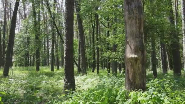 Dieses Archivmaterial Zeigt Einen Wald Einem Sommertag Zeitlupe Auflösung — Stockvideo