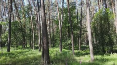 Bu stok görüntüler yaz günü bir ormanı gösteriyor, 8K çözünürlükte yavaş çekim.