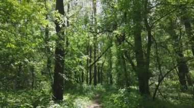 Bu stok görüntüler yaz günü bir ormanı gösteriyor, 8K çözünürlükte yavaş çekim.