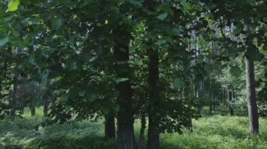 Bu stok görüntüler yaz günü bir ormanı gösteriyor, 8K çözünürlükte yavaş çekim.