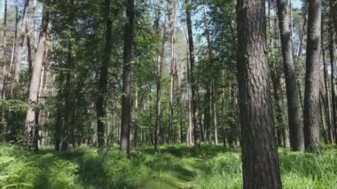 Bu stok görüntüler yaz günü bir ormanı gösteriyor, 8K çözünürlükte yavaş çekim.