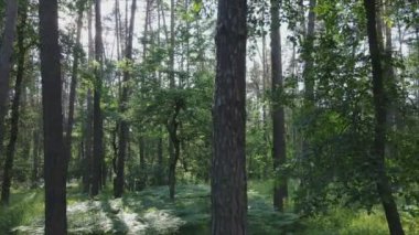 Bu stok görüntüler yaz günü bir ormanı gösteriyor, 8K çözünürlükte yavaş çekim.