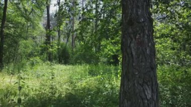 Bu stok görüntüler yaz günü bir ormanı gösteriyor, 8K çözünürlükte yavaş çekim.