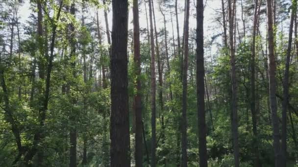 Цьому Знімку Показано Ліс Літнього Дня Повільний Рух Роздільній Здатності — стокове відео
