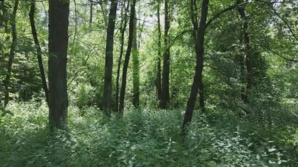 Stock Footage Shows Forest Summer Day Slow Motion Resolution — Stok video