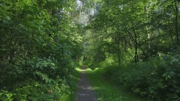 Ezen Felvételen Egy Erdő Látható Nyárra Lassított Felvétel Felbontásban — Stock videók