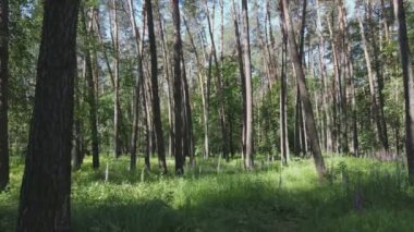 This stock footage shows a forest by summer day, slow motion in 8K resolution