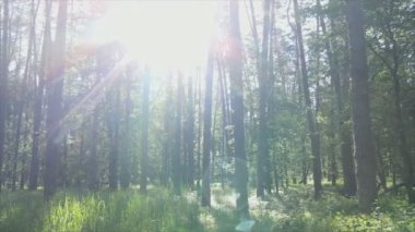 Bu stok görüntüler yaz günü bir ormanı gösteriyor, 8K çözünürlükte yavaş çekim.