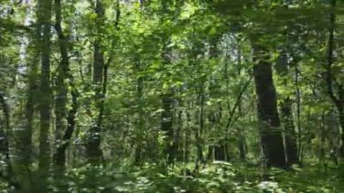 This stock footage shows a forest by summer day, slow motion in 8K resolution