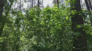 This stock footage shows a forest by summer day, slow motion in 8K resolution