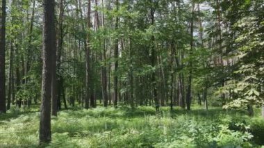 Bu stok görüntüler yaz günü bir ormanı gösteriyor, 8K çözünürlükte yavaş çekim.