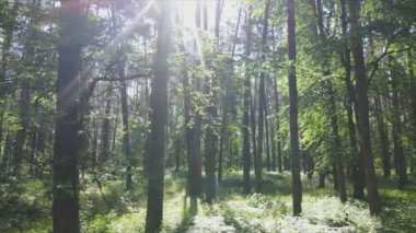 Bu stok görüntüler yaz günü bir ormanı gösteriyor, 8K çözünürlükte yavaş çekim.