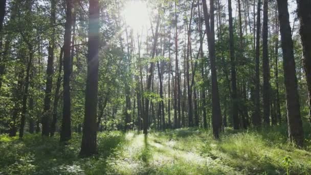 Questo Filmato Mostra Una Foresta Entro Giorno Estate Rallentatore Risoluzione — Video Stock