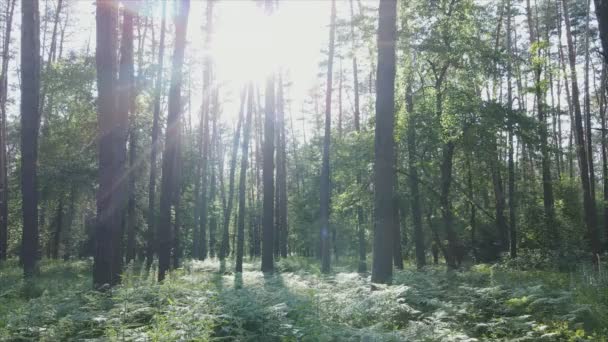 Stock Footage Shows Forest Summer Day Slow Motion Resolution — Wideo stockowe
