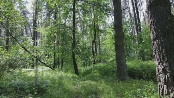 Stock Footage Shows Forest Summer Day Slow Motion Resolution — 비디오