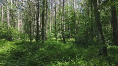 Bu stok görüntüler yaz günü bir ormanı gösteriyor, 8K çözünürlükte yavaş çekim.