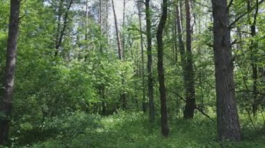 This stock footage shows a forest by summer day, slow motion in 8K resolution