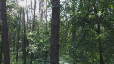 Bu stok görüntüler yaz günü bir ormanı gösteriyor, 8K çözünürlükte yavaş çekim.