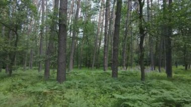 This stock footage shows a forest by summer day, slow motion in 8K resolution