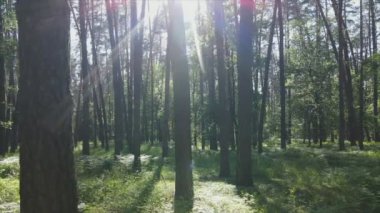 Bu stok görüntüler yaz günü bir ormanı gösteriyor, 8K çözünürlükte yavaş çekim.