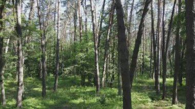 This stock footage shows a forest by summer day, slow motion in 8K resolution