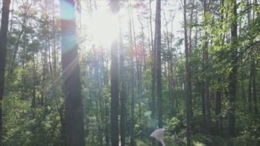 Bu stok görüntüler yaz günü bir ormanı gösteriyor, 8K çözünürlükte yavaş çekim.