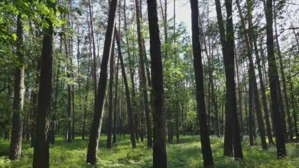 Αυτό Φιλμ Δείχνει Δάσος Μέχρι Την Καλοκαιρινή Μέρα Αργή Κίνηση — Αρχείο Βίντεο