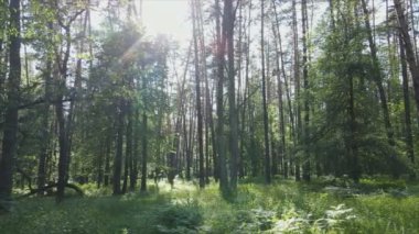 Bu stok görüntüler yaz günü bir ormanı gösteriyor, 8K çözünürlükte yavaş çekim.