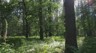 Bu stok görüntüler yaz günü bir ormanı gösteriyor, 8K çözünürlükte yavaş çekim.