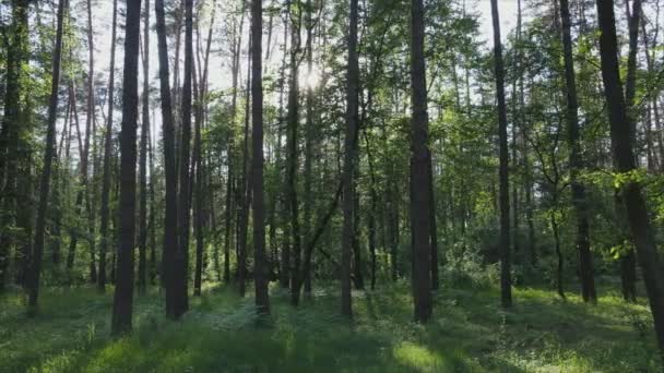 Esta Filmagem Mostra Uma Floresta Por Dia Verão Câmera Lenta — Vídeo de Stock