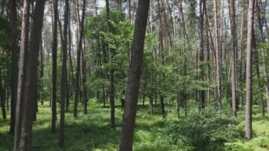 Bu stok görüntüler yaz günü bir ormanı gösteriyor, 8K çözünürlükte yavaş çekim.