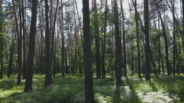 Bu stok görüntüler yaz günü bir ormanı gösteriyor, 8K çözünürlükte yavaş çekim.