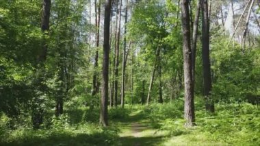 This stock footage shows a forest by summer day, slow motion in 8K resolution