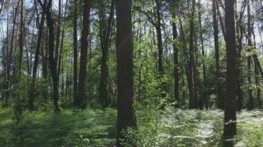 Bu stok görüntüler yaz günü bir ormanı gösteriyor, 8K çözünürlükte yavaş çekim.