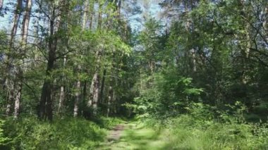 Bu stok görüntüler yaz günü bir ormanı gösteriyor, 8K çözünürlükte yavaş çekim.